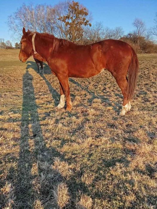 Продається лошиця