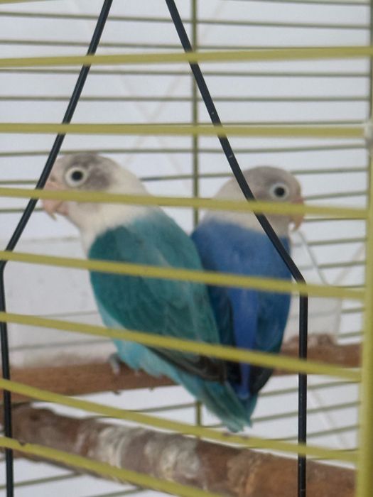 Vendo casal de Fischers