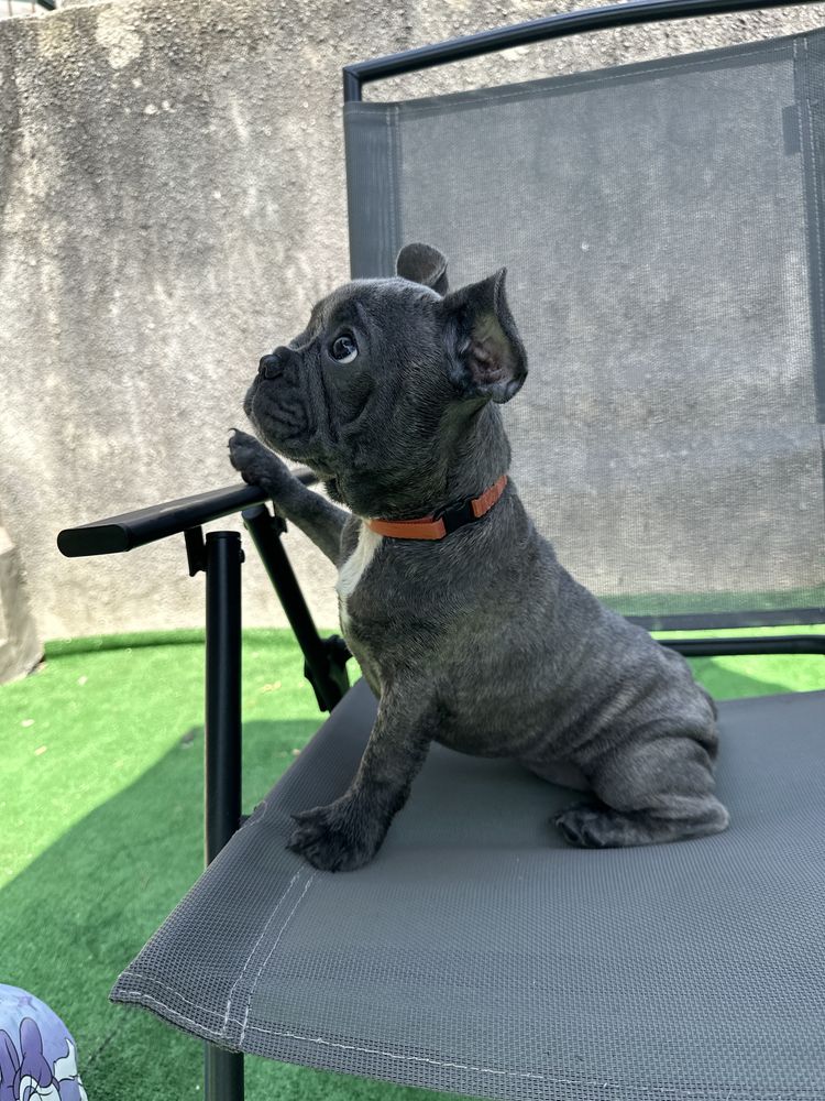 Buldogue Francês Blue