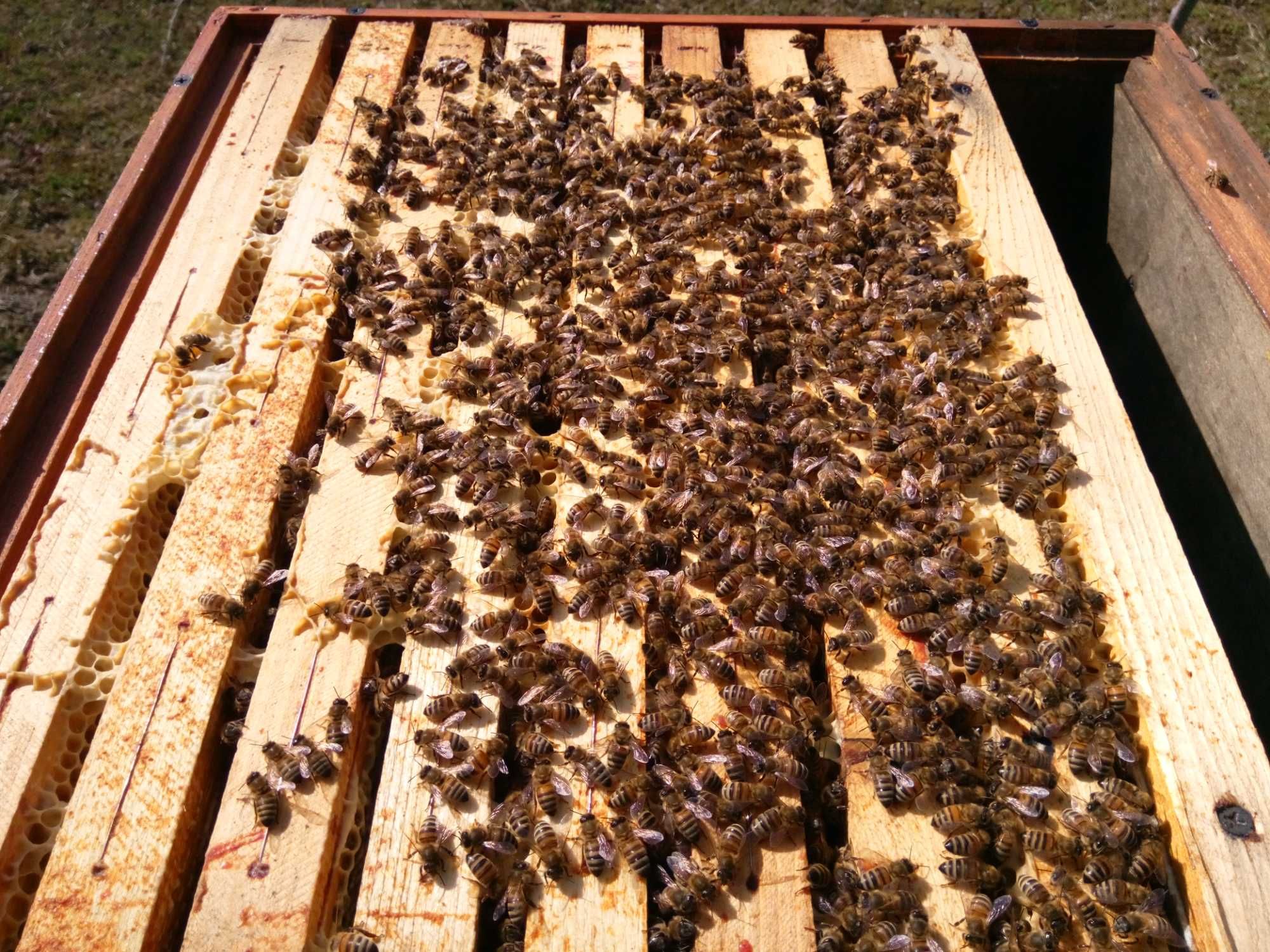 Odkłady pszczele 2024 - ramka warszawska poszerzana lub dadant