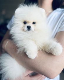 Cudowny Pomeranian szuka domku