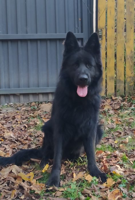 CAŁA POLSKA - Owczarek Staroniemiecki cały czarny, niemiecki, rodowód