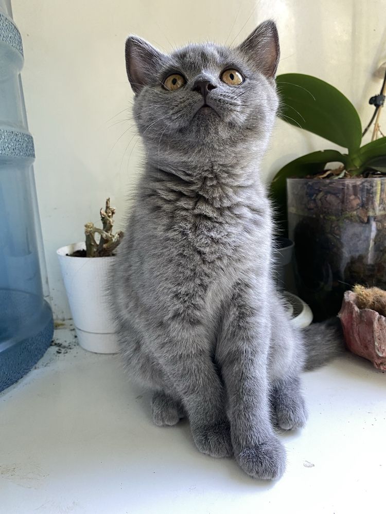 Шотландське кошеня прямовухе
