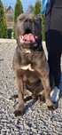 Cane corso Italiano reproduktor