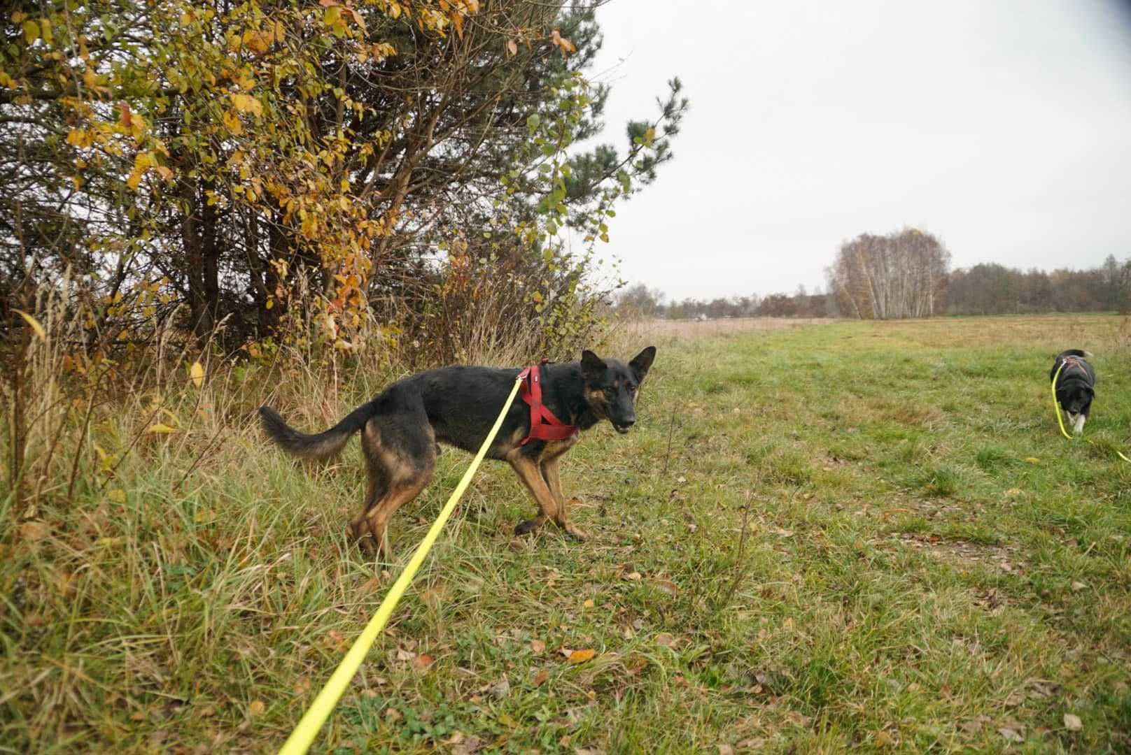 Owczarkowaty Koda pilnie szuka domu!