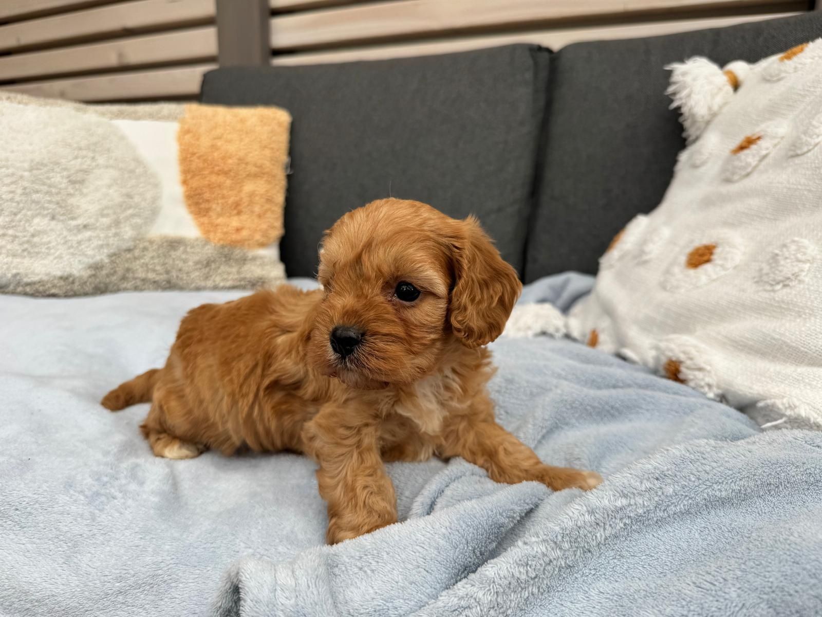 cavapoo szczeniak