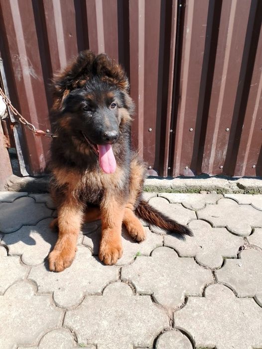 Owczarek niemiecki długowłosy szczeniaczek