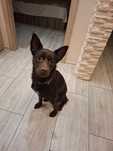 Oddam pieska w dobre ręce. Border Colie + Labrador