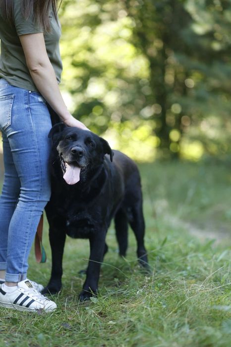 Labradorowaty Tokaj szuka domu!
