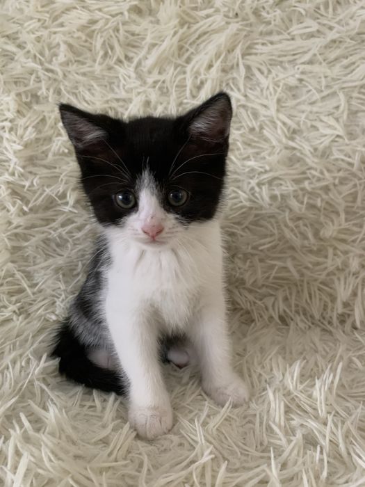 Продам котенят маленьких