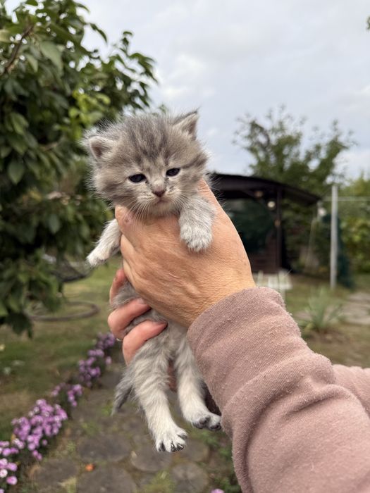 Віддам кошенят в добрі руки