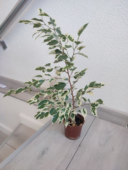 аглоєнема,папороть,фікус,орхідея тигрова,шефлера,спатіфіліум Доміно