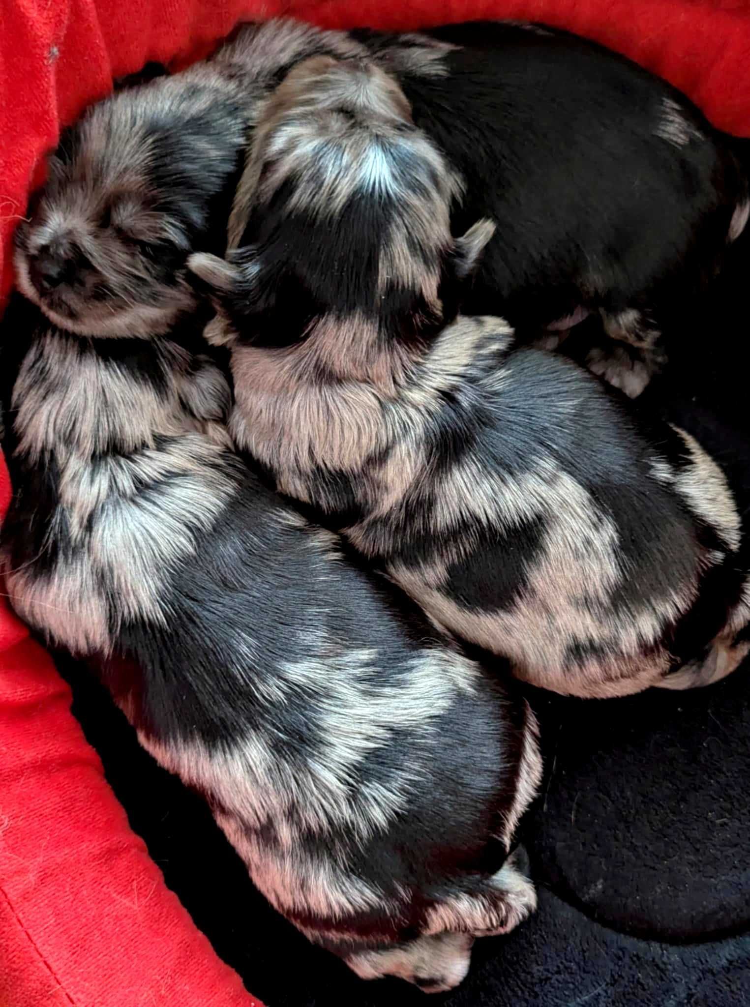 Yorkshire Terrier Merle Piesek York