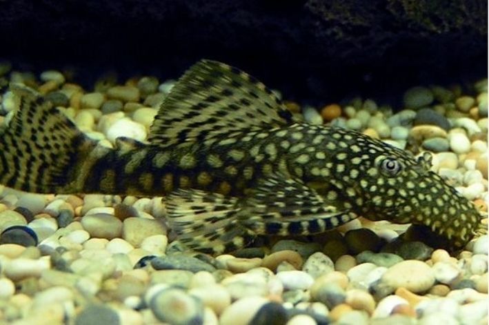 Ancistrus negros  disponiveis