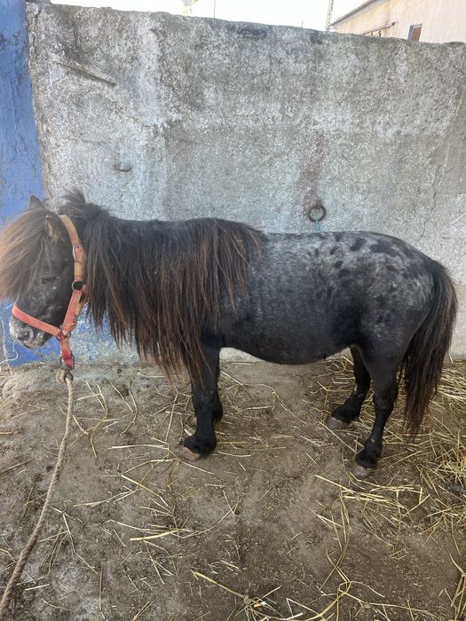 Ponei montado mansinho