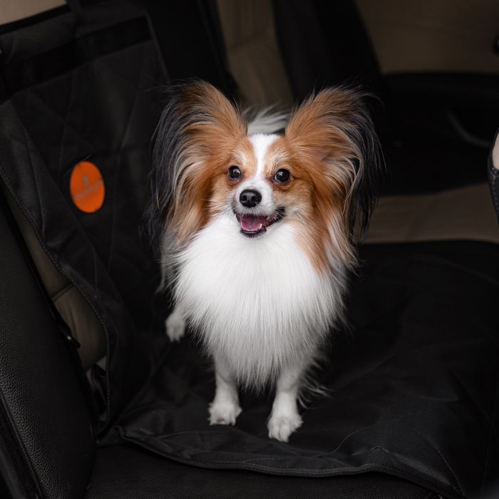 Кобель вязка папійон