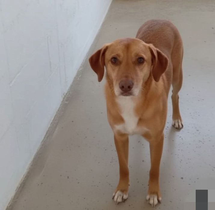 Menina porte médio pequeno para adoção