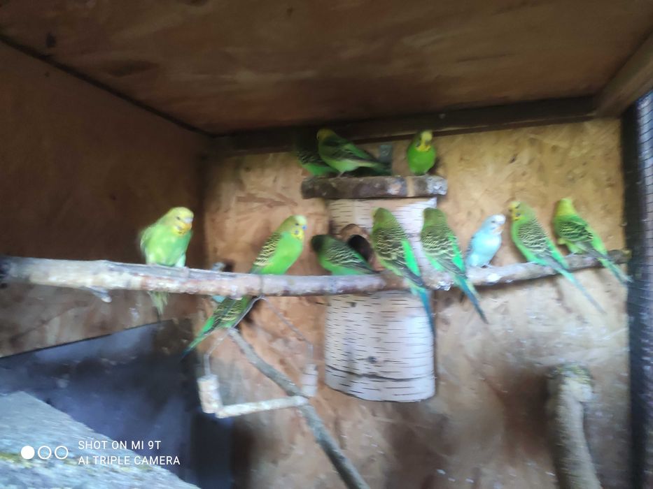 Papugi faliste różne kolory