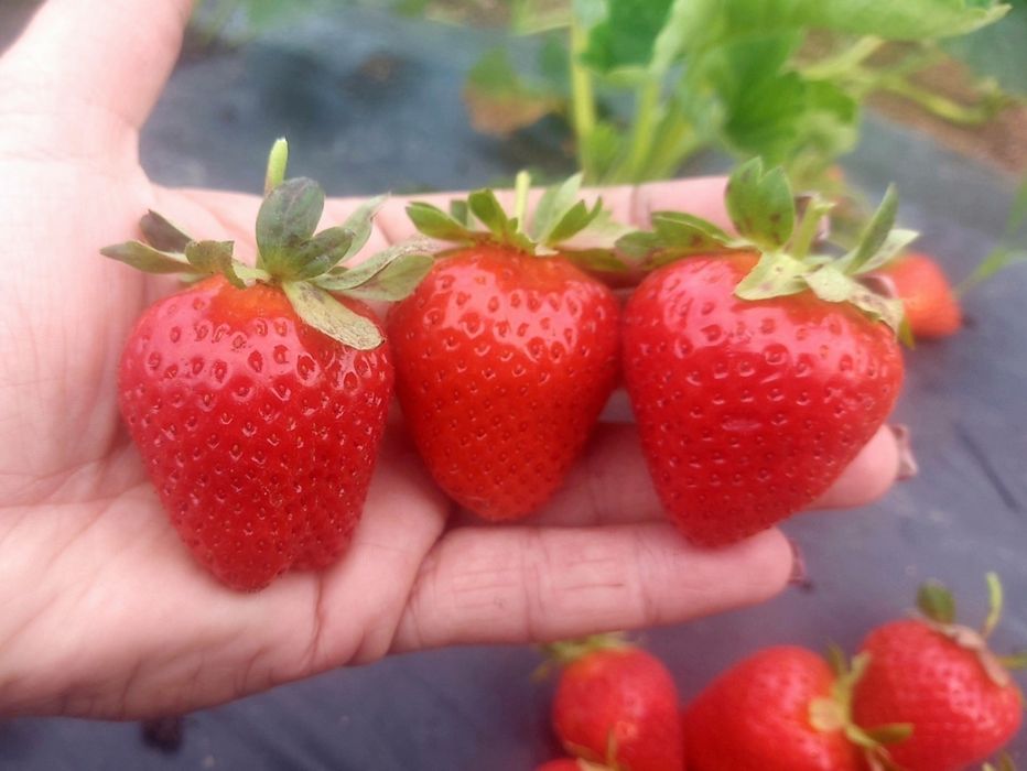 Рассада клубники разных сортов