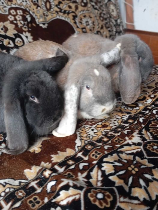 Кролі Волинська обл