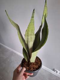 Sansevieria moonshine