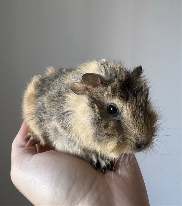 świnka morska - kawia domowa - rozetka - samica