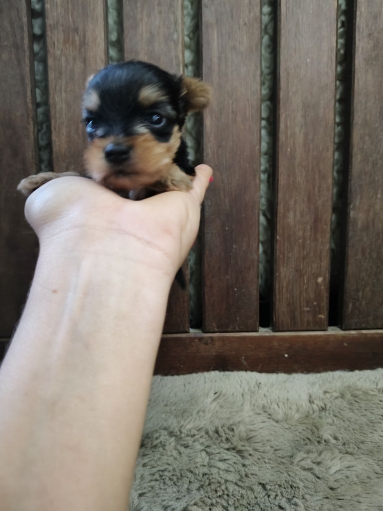 Yorkshire Terrier machinho de bolso