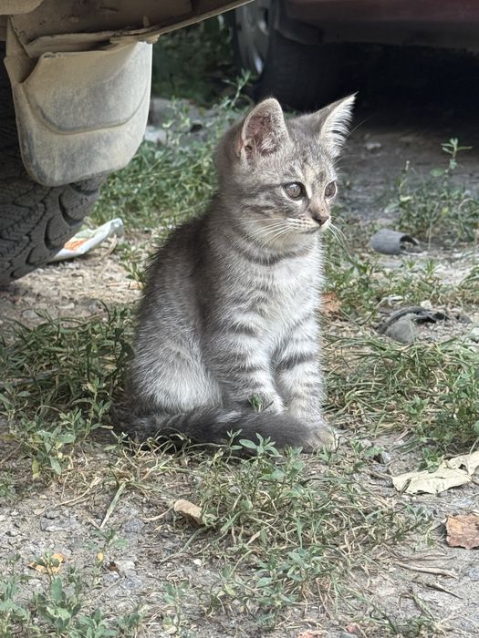 Двоє кошенят і мама шукають дім