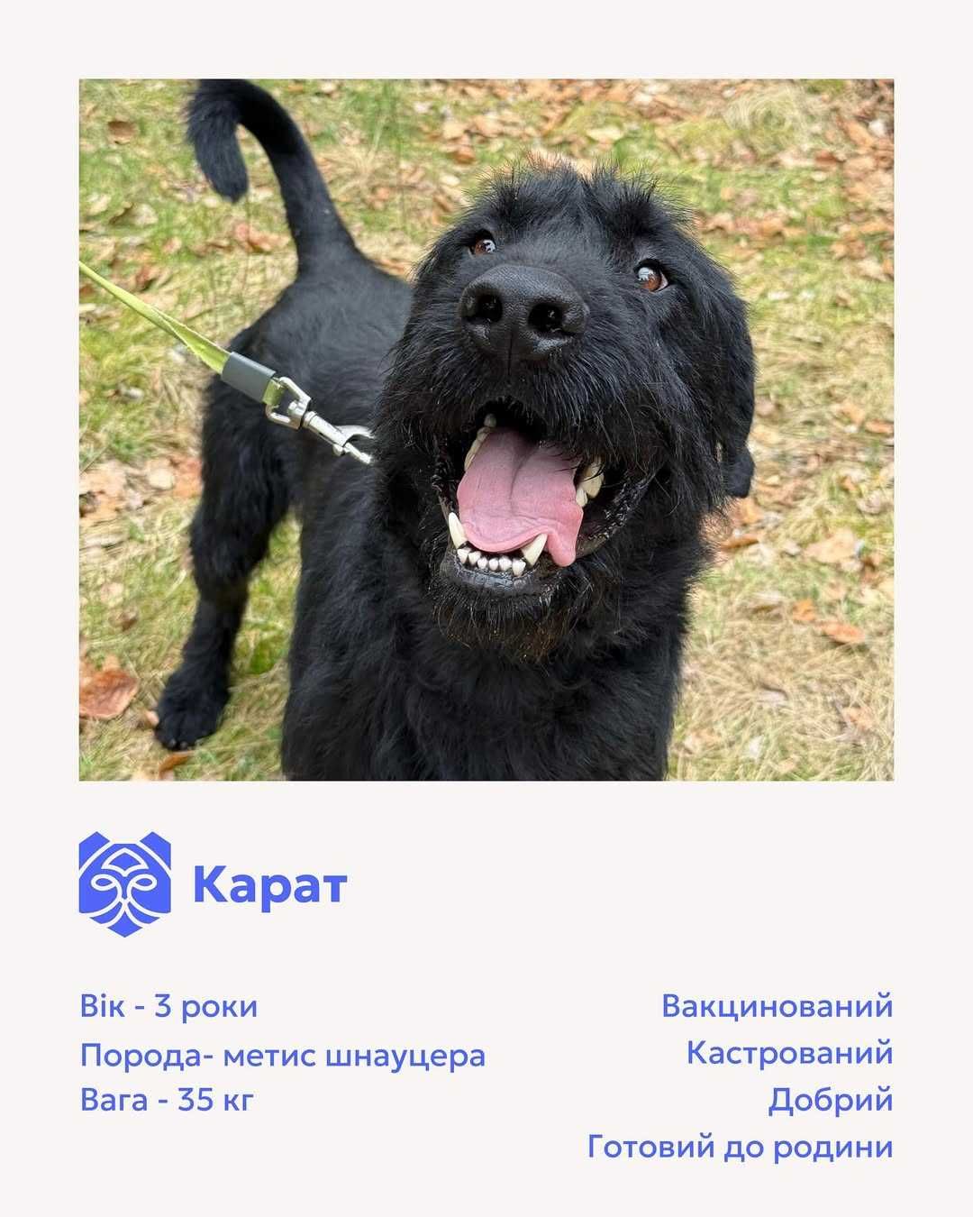 Карат, метис шнауцер, шукає дім | Центр адопції Зачин