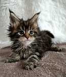 Maine Coon rodowód FPL