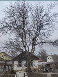 Вирізка дерев під корінь