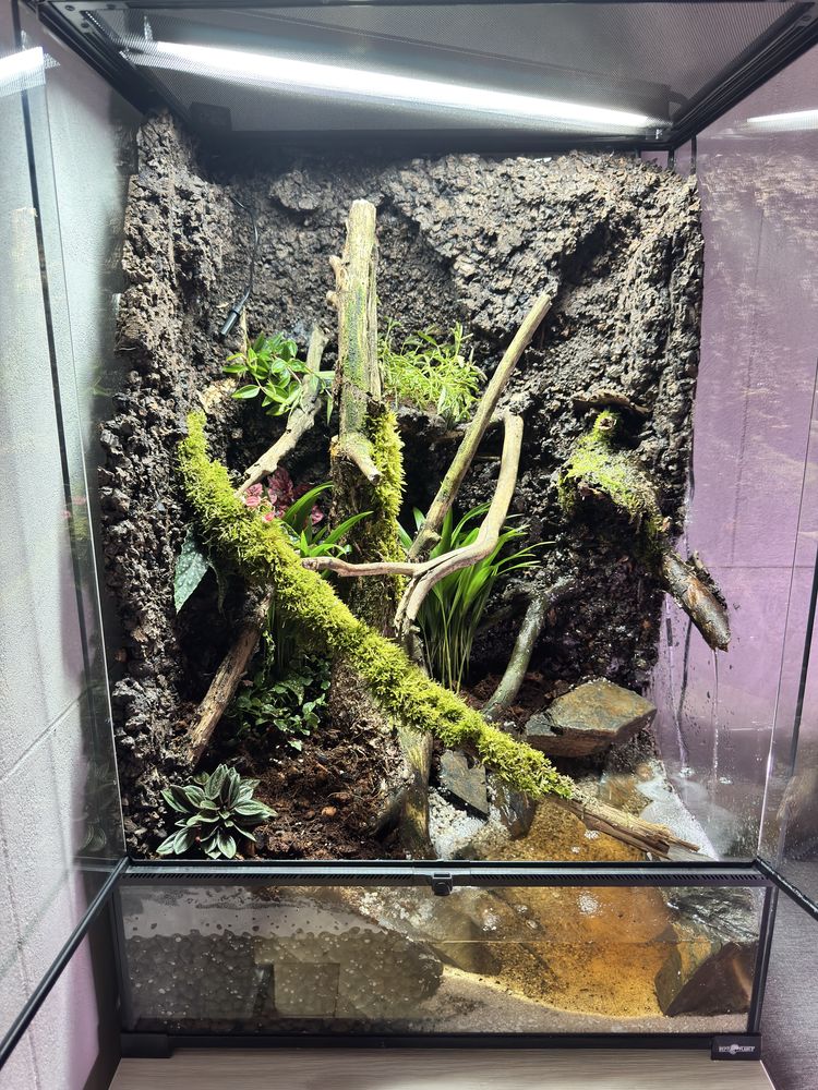 Gastropholis Prasina + Terrarium Tropikalne (60x45x90)  z wodospadem