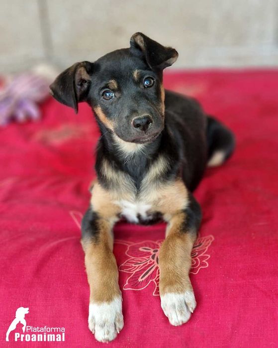 LEVI - Cãozinho bebe para Adoção