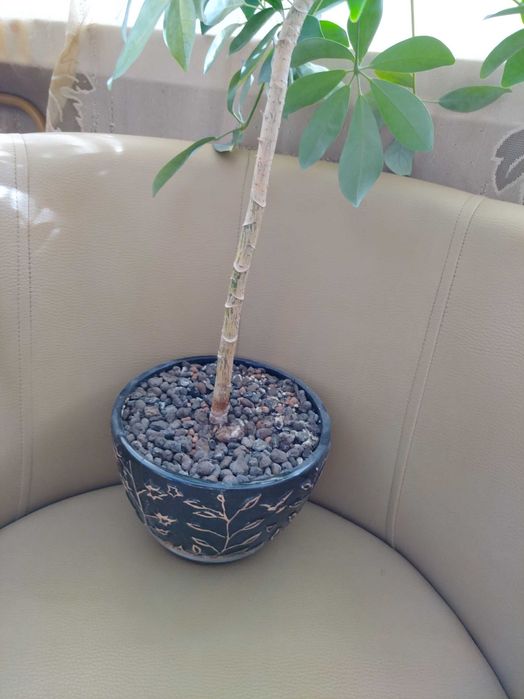 Szeflera/100cm z doniczką