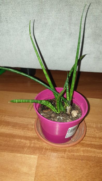 Sansewieria cylindryczna, kirki lub fernwood, sansa nr 1