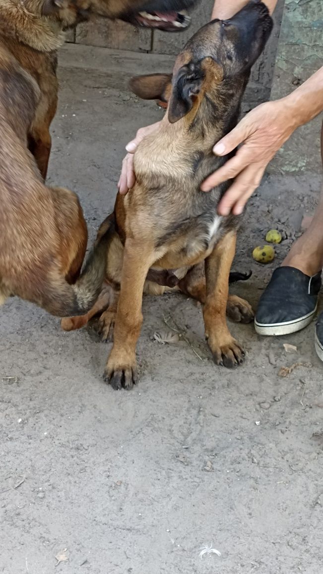 Хлопчик малінуа 3,5міс