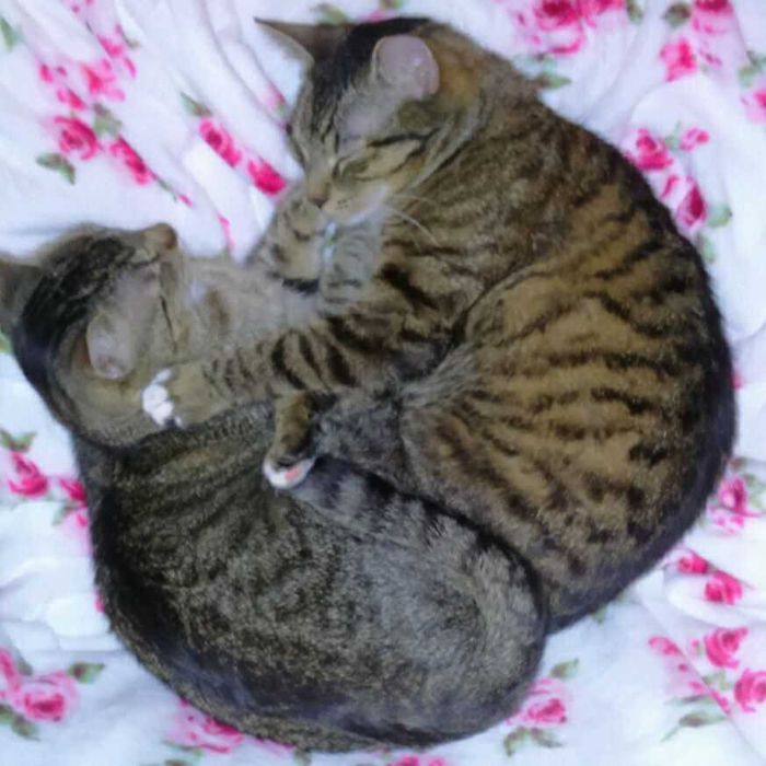 kotki -masaż za karmę