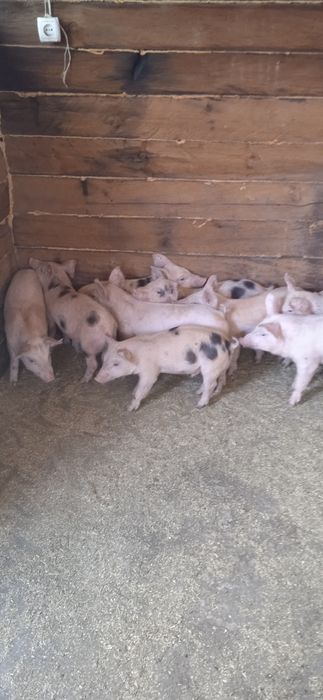 Поросята техпородний гібрід петрен + макстер + ландрас