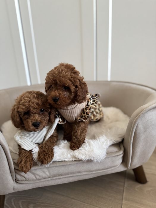 Sliczna sunia pudel toy