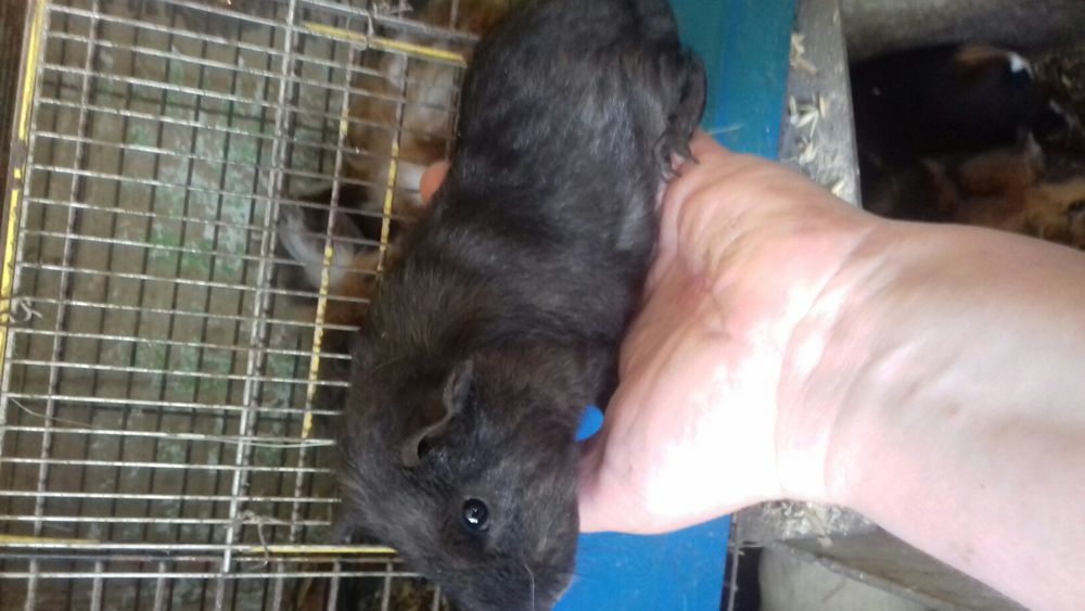 морские свинки, малыши