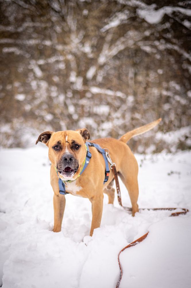 Bakuś - amstaff czeka na dom