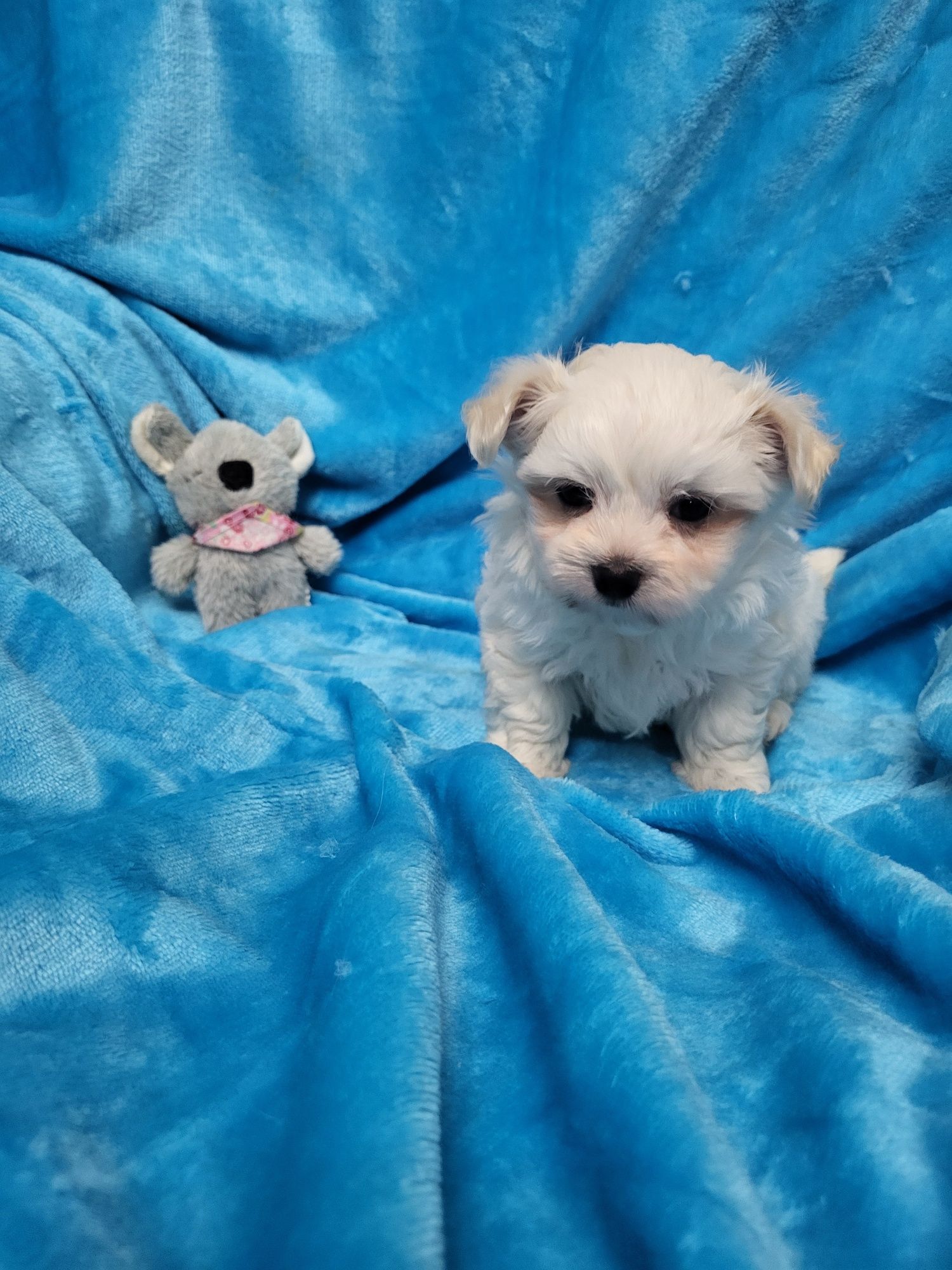 Bichon Maltês menino