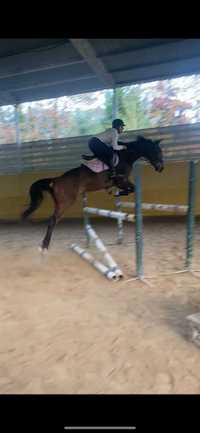 Cavalo de obstaculos