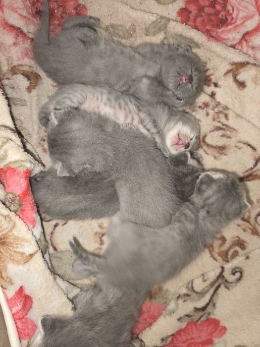 Продам чистокровних котят