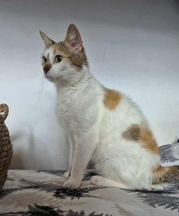 Mirinda - młoda kotka do adopcji