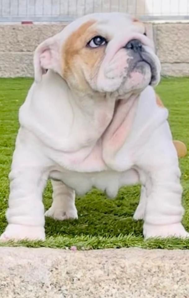 Bulldog Inglês - Cachorro Disponível