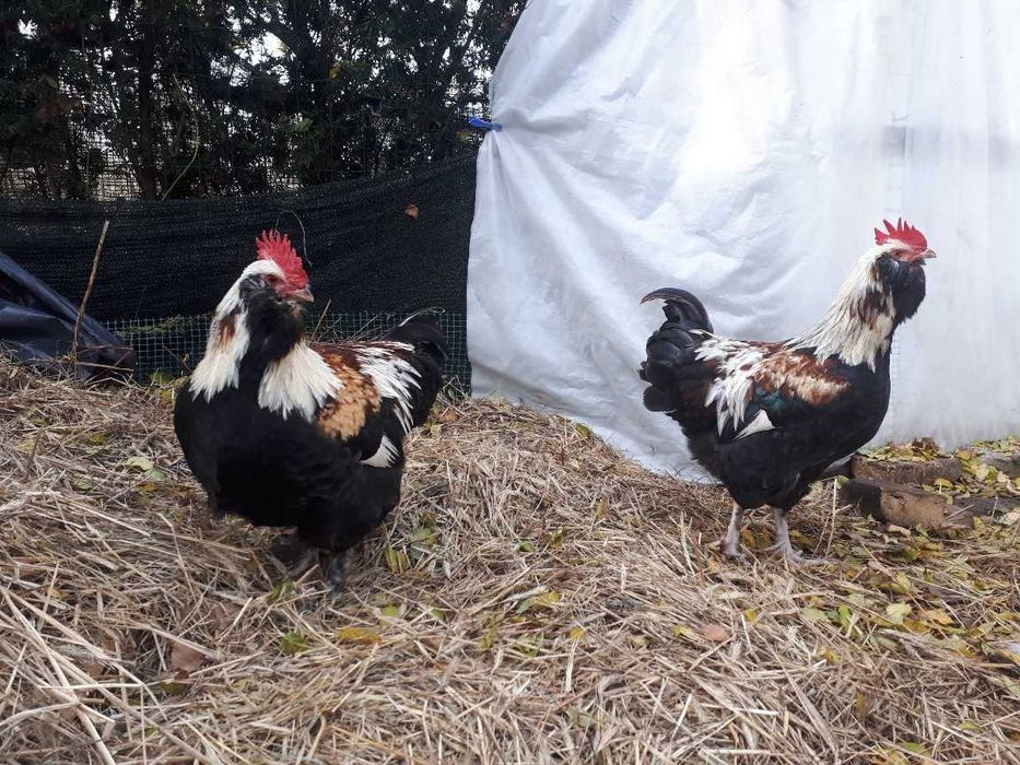 Koguty: fawerola łososiowa, czubatka wielbłądzia