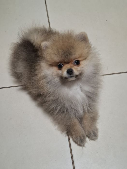 Два мальчика померанского шпица