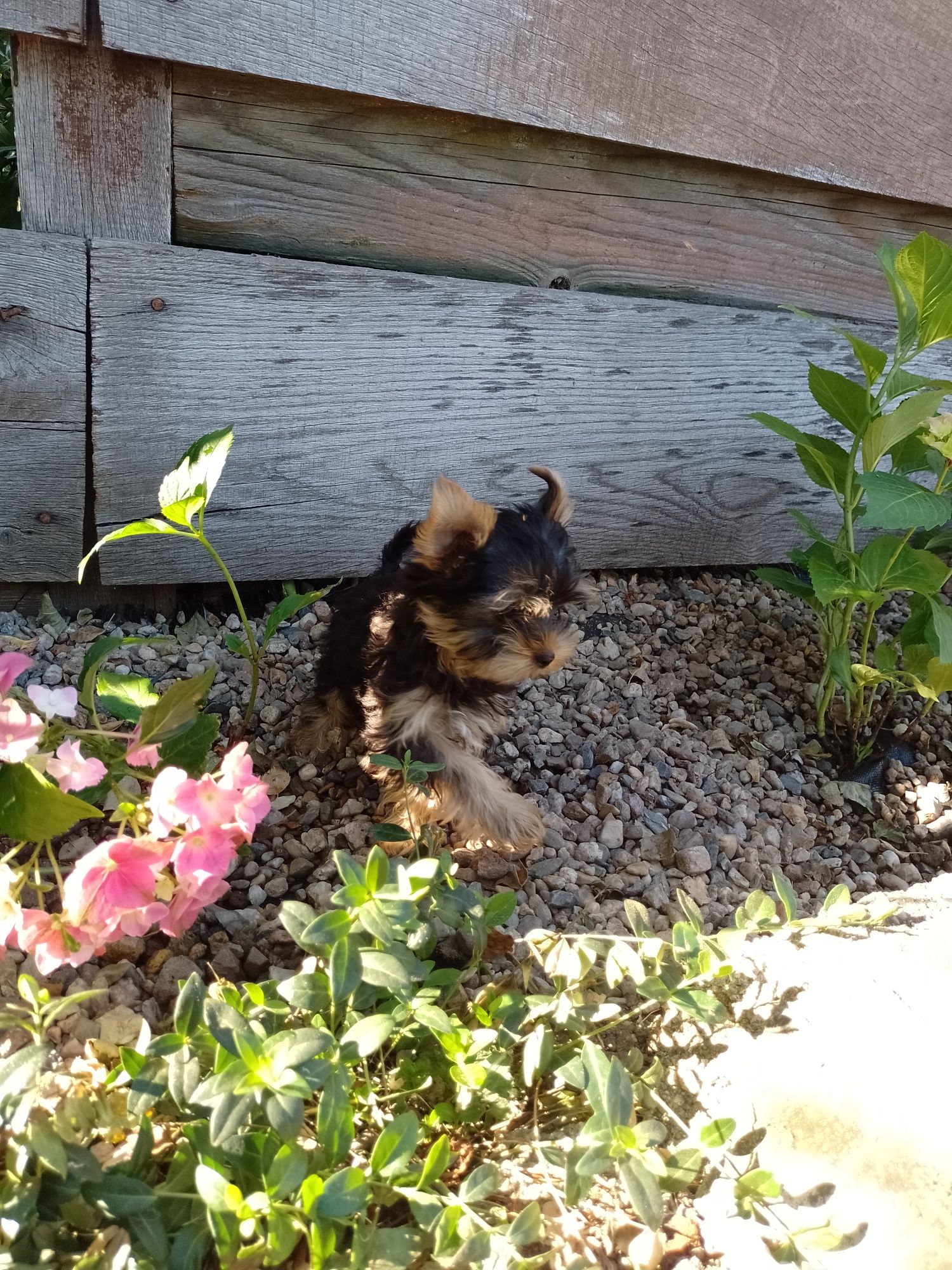 Piękna suknia Yorkshire Terrier