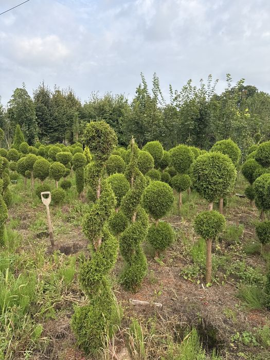 Tuja Szmaragd formowana 130cm